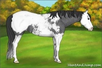 Horse Color:Blue Roan Splash Snowcap