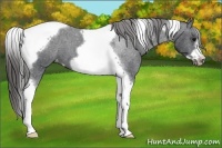 Horse Color:Black Tobiano Frame Appaloosa