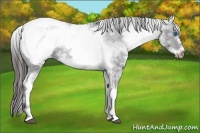 Horse Color:White Spotted Black Frame Appaloosa
