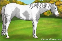 Horse Color:Black Splash Tobiano Frame Varnish 