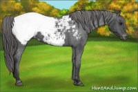 Horse Color:Black Appaloosa 