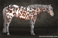 Horse Color:Bay Appaloosa