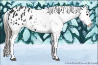 Horse Color:Blue Roan Splash Appaloosa