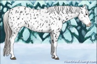 Horse Color:Blue Roan Splash Near Leopard