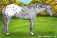 Horse Color:Black Appaloosa 