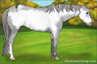 Horse Color:Black Frame Appaloosa 
