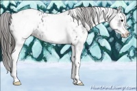 Horse Color:White Spotted Blue Roan Splash Appaloosa Rabicano