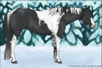 Horse Color:Black Splash Tobiano 