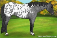 Horse Color:Blue Roan Appaloosa Rabicano 
