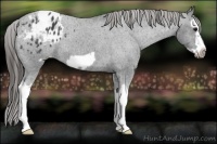 Horse Color:Blue Roan Splash Frame Appaloosa 