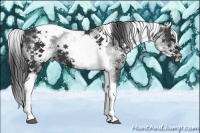 Horse Color:White Spotted Black Splash Tobiano