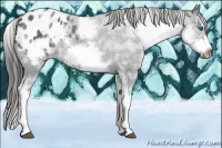 Horse Color:White Spotted Blue Roan Splash Frame Appaloosa