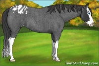 Horse Color:Blue Roan Splash Appaloosa 