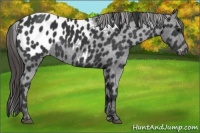 Horse Color:Black Appaloosa
