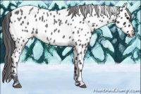 Horse Color:Blue Roan Appaloosa