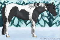 Horse Color:Black Tobiano 