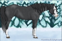 Horse Color:Blue Roan Splash 
