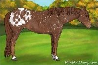 Horse Color:Chestnut Appaloosa