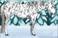 Horse Color:Blue Roan Splash Frame Appaloosa