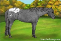 Horse Color:Black Appaloosa