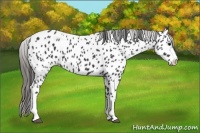 Horse Color:Black Near Leopard 