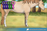 Horse Color:Smoky Black Pearl