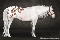Horse Color:Silver Bay Appaloosa 