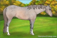 Horse Color:Buckskin Appaloosa