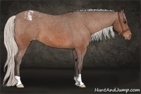 Horse Color:Silver Bay Appaloosa 