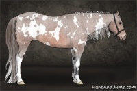 Horse Color:White Spotted Bay Appaloosa