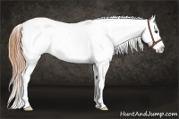 Horse Color:Buckskin Roan Dun Appaloosa 