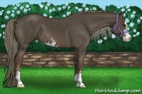 Horse Color:Liver Chestnut Sabino 