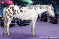 Horse Color:Liver Chestnut Sabino Blanket 