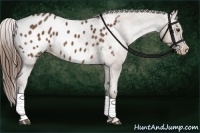 Horse Color:Liver Chestnut Appaloosa 