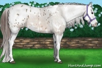 Horse Color:White Spotted Bay Dun Splash Appaloosa 