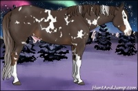 Horse Color:White Spotted Liver Chestnut Splash 