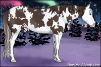 Horse Color:White Spotted Liver Chestnut Splash