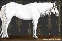 Horse Color:Palomino Sabino Near Leopard 