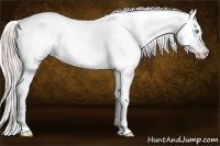 Horse Color:Palomino Pearl Sabino Splash Appaloosa 