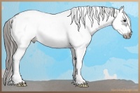 Horse Color:White Spotted Black Splash Frame Appaloosa