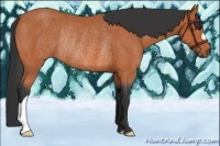 Horse Color:Bay Rabicano 
