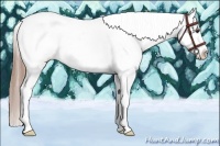 Horse Color:Liver Red Dun Splash Frame Appaloosa 