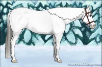 Horse Color:Liver Chestnut Sabino Frame Appaloosa