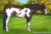 Horse Color:White Spotted Bay Frame