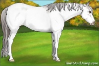 Horse Color:Bay Sabino Frame Appaloosa Rabicano 