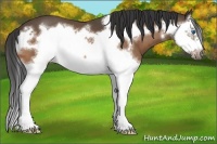 Horse Color:Buckskin Splash Frame