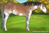 Horse Color:Bay Splash 