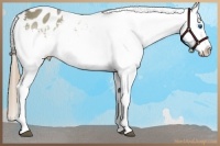 Horse Color:Liver Red Dun Sabino Splash Appaloosa 