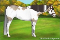 Horse Color:White Spotted Bay Roan Dun Splash Frame Rabicano