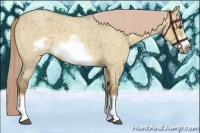 Horse Color:Chocolate Palomino Roan Dun Sabino Splash Frame 